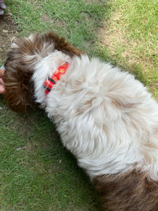 Pawgy Pets Occasion wear Collar: Red for Dogs