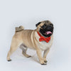 Red Occasion Wear Bow Collar | For Dogs & Cats | Pawgy Pets