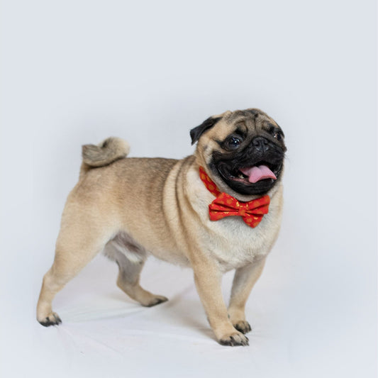 Pawgy Pets Occasion wear Bow Collar: Red for Dogs & Cats