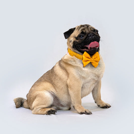Pawgy Pets Occasion wear Bow Collar: Yellow for Dogs & Cats
