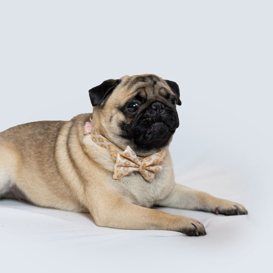 Pawgy Pets Occasion wear Bow Collar: White