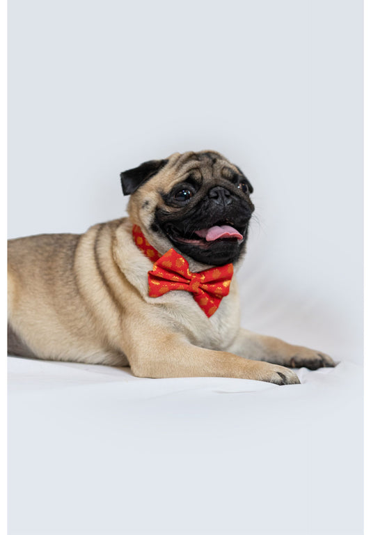 Pawgy Pets Occasion wear Bow Collar: Red for Dogs & Cats