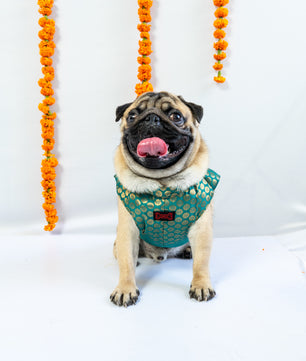 Pawgy Pets Sherwani Teal for Dogs