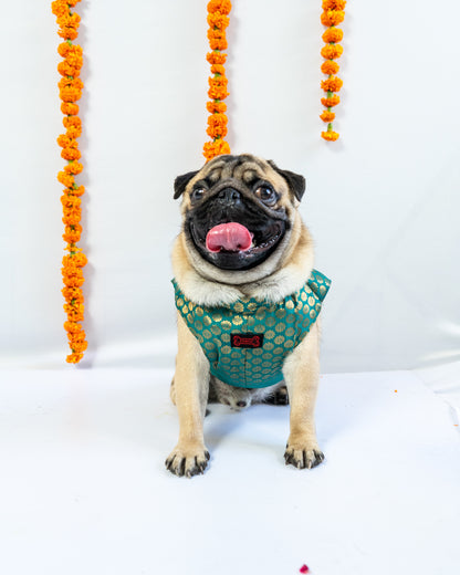 Teal Sherwani | For Dogs | Pawgy Pets