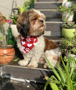 Pawgy Pets Reversible Birthday Bandana for Dogs & Cats