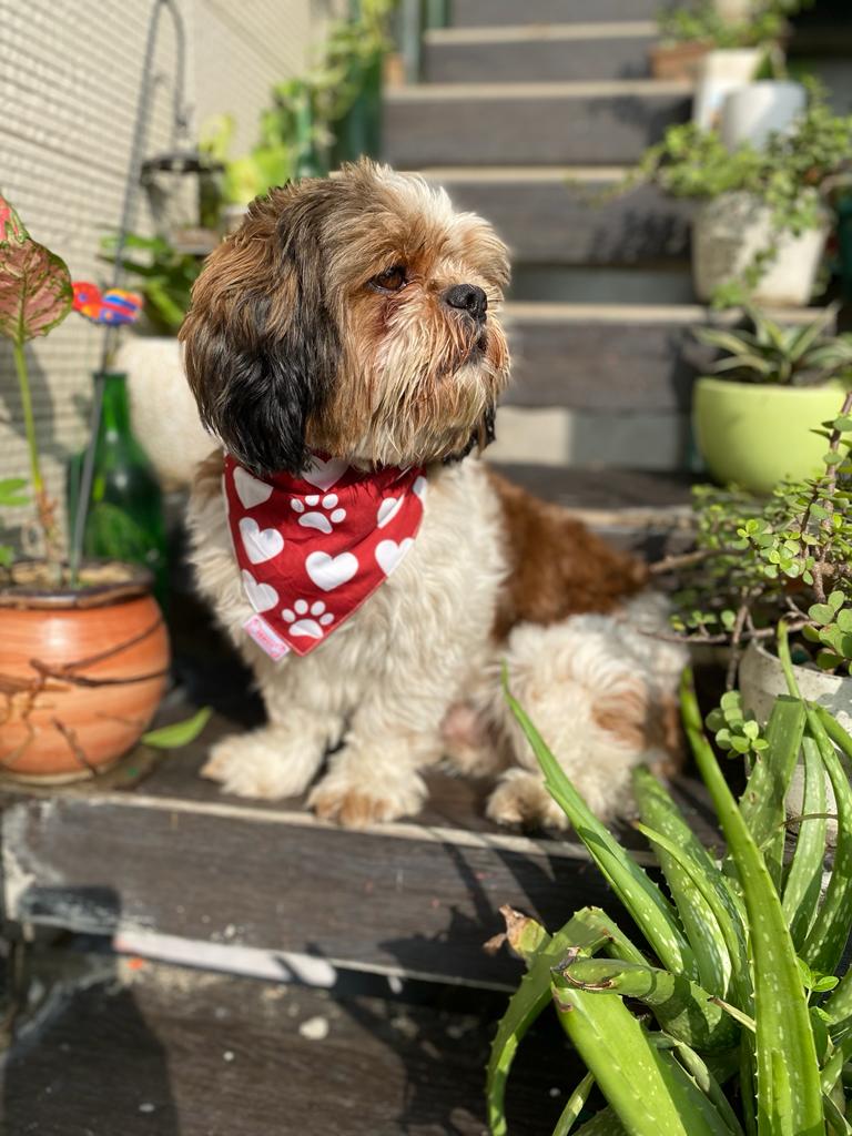 Pawgy Pets Reversible Birthday Bandana for Dogs & Cats