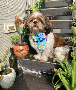 Pawgy Pets Reversible Birthday Bandana for Dogs & Cats
