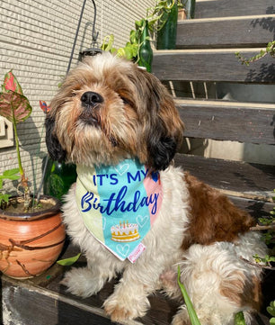 Pawgy Pets Reversible Birthday Bandana for Dogs & Cats