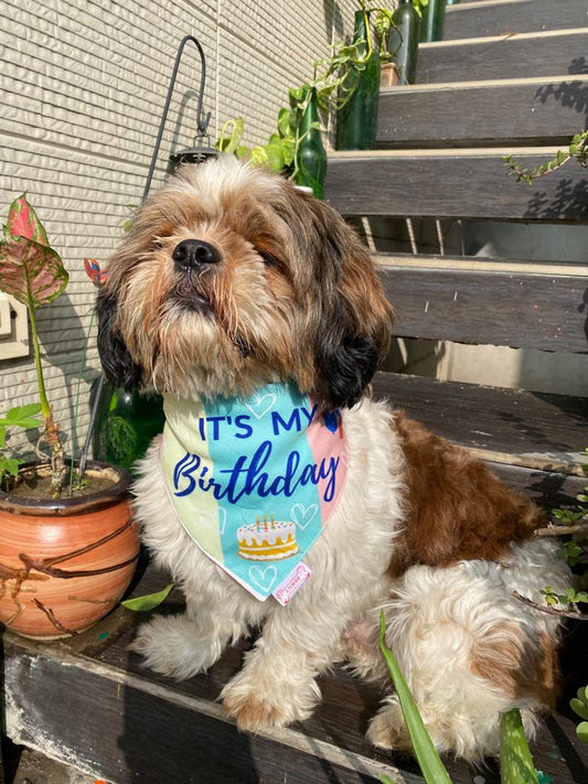 Pawgy Pets Reversible Birthday Bandana for Dogs & Cats