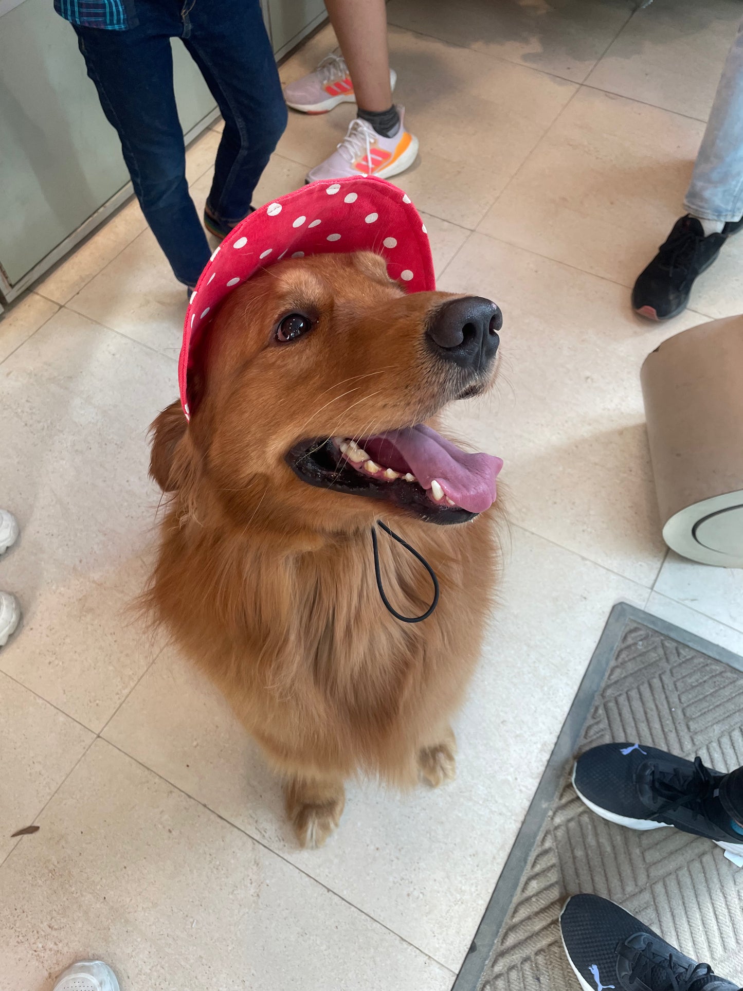 Red Polka Cap | For Dogs | Pawgy Pets