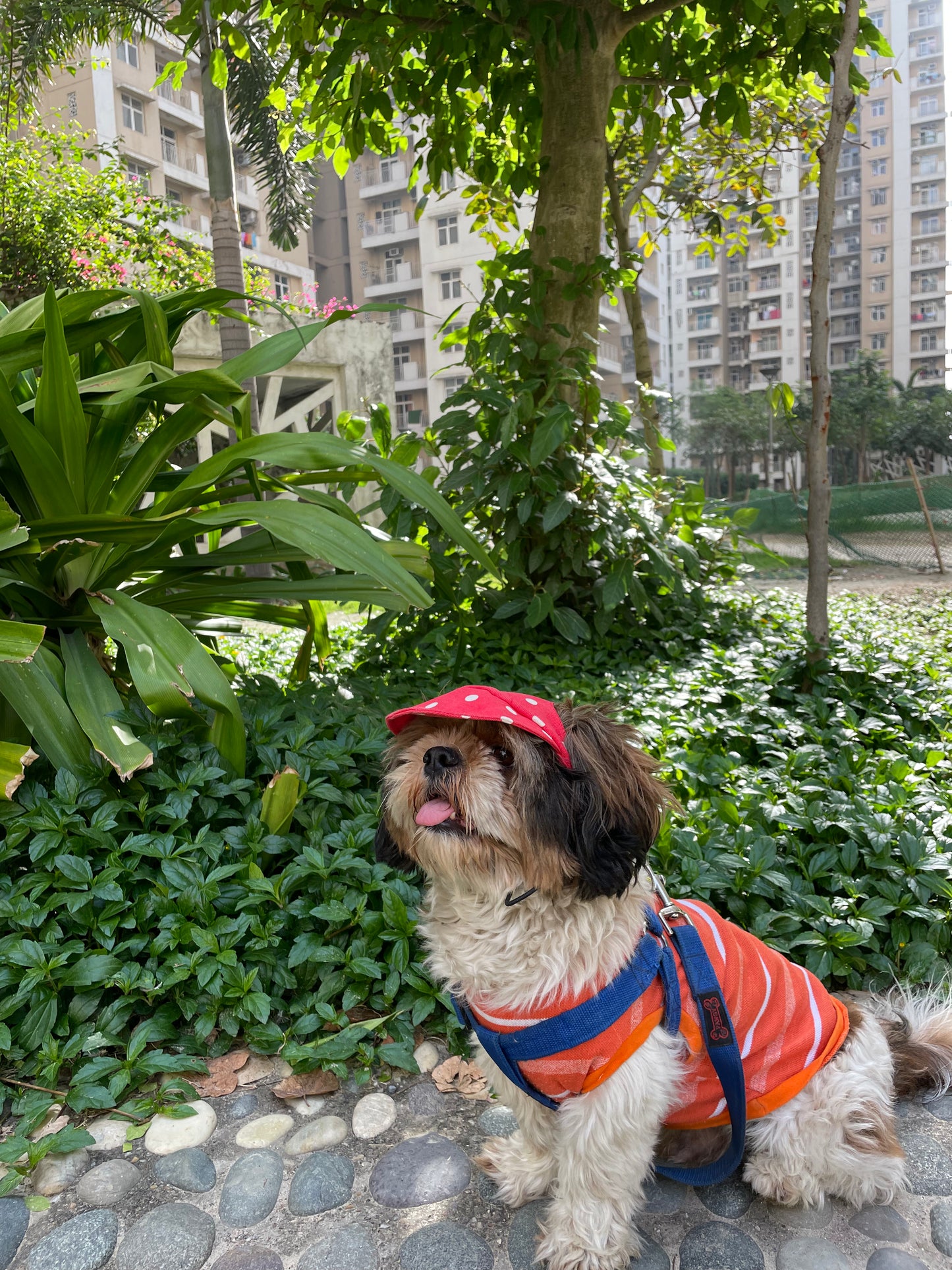 Red Polka Cap | For Dogs | Pawgy Pets