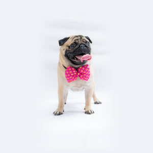 Pink Occasion Wear Bowtie | For Dogs & Cats | Pawgy Pets