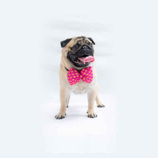 Pawgy Pets Occasion wear Bowtie: Pink for Dogs & Cats