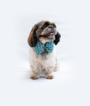 Pawgy Pets Occasion wear Bowtie: Blue for Dogs & Cats