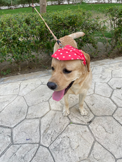 Red Polka Cap | For Dogs | Pawgy Pets