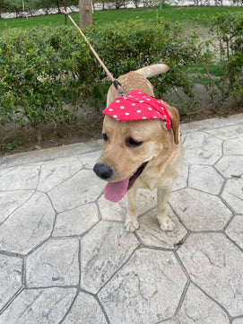 Pawgy Pets Dog Cap: Red Polka for Dog & Cats