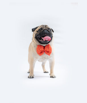 Pawgy Pets Occasion wear Bowtie: Red for Dogs & Cats