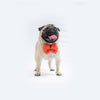 Red Occasion Wear Bowtie | For Dogs & Cats | Pawgy Pets