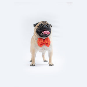 Red Occasion Wear Bowtie | For Dogs & Cats | Pawgy Pets