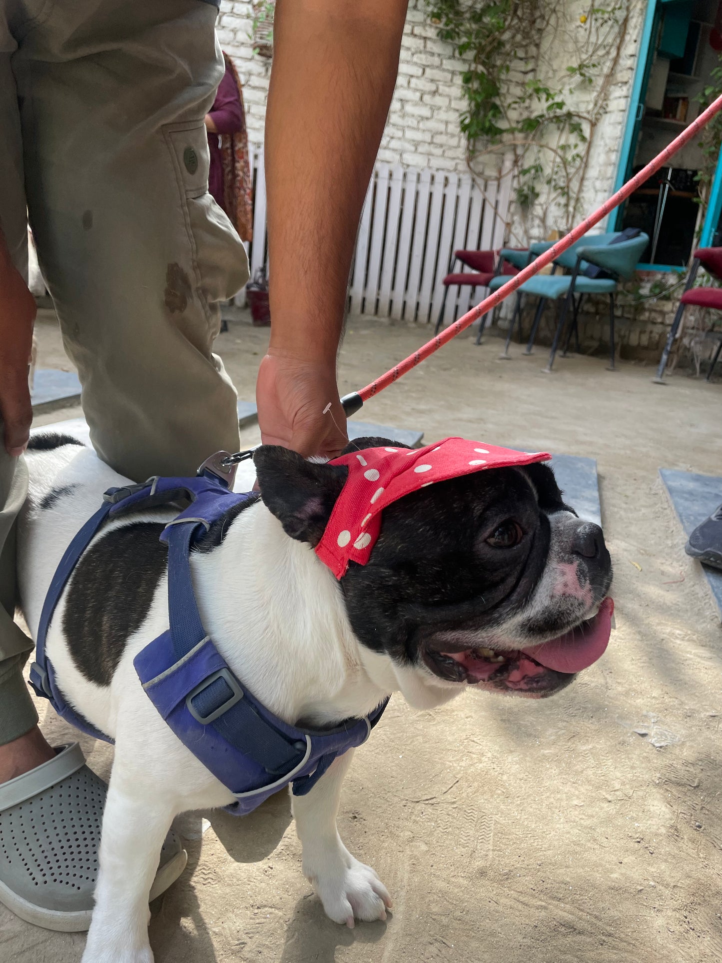 Red Polka Cap | For Dogs | Pawgy Pets